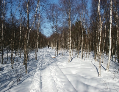 Winter im Roten Moor