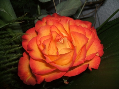 Rosenblüte orange