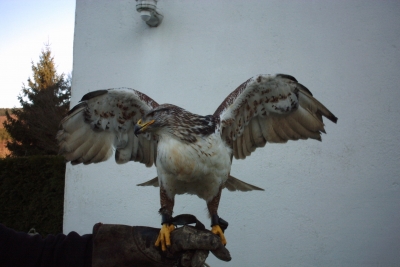 Rauhfußbussard