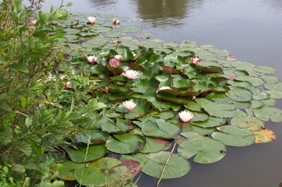 Seerosen auf dem Weiher