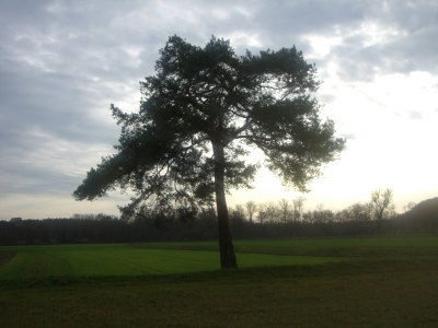 Baum im Licht2