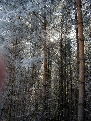 Rastenberg Winter Wald