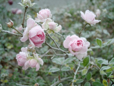 Eiskalte Rose