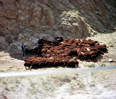 Eine Schafherde in der Türkei