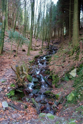 Bachlauf im Wald