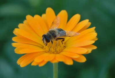 Bienenmahlzeit