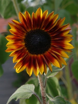 Sonnenblume