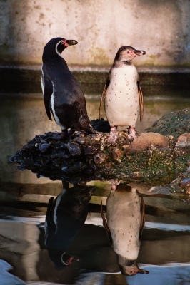 Pinguine im Spiegelbild
