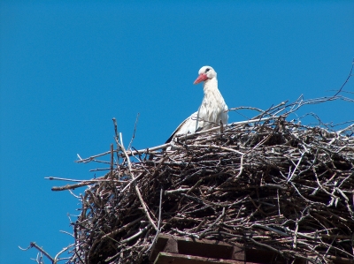 Storchennest