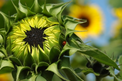 Sonnenblume mit Marienkäfer