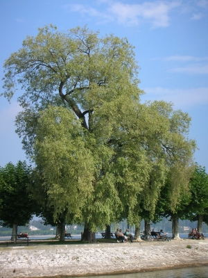 Baumgruppe Konstanz