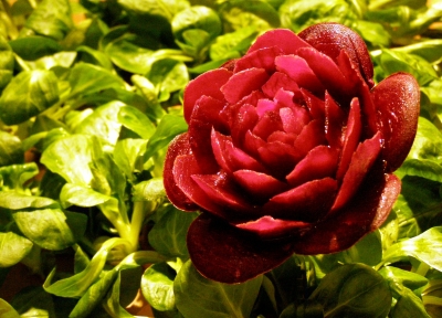 Rote Bete Rose