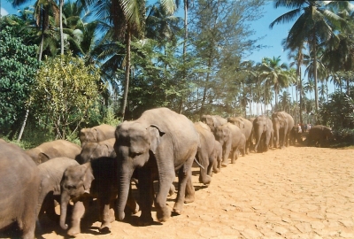 Elefantenweisenhaus in Sry Lanka