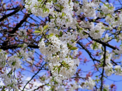 Bald Frühling