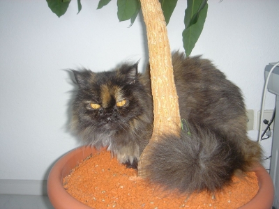 MINOU IM BAUM