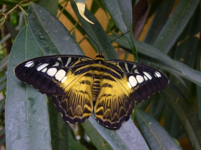 Schmetterling