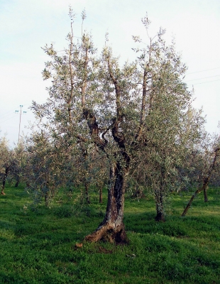 uralter Olivenbaum