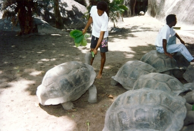 Riesenschidkröten