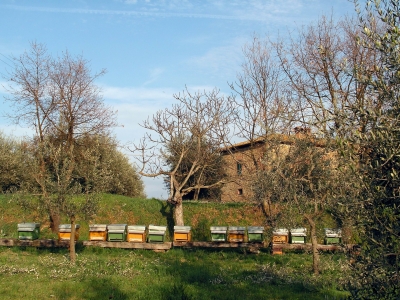 Bienenkolonien im Frühling