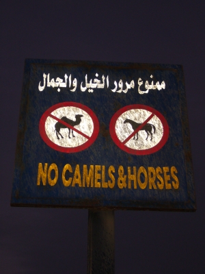 No Camels & Horses