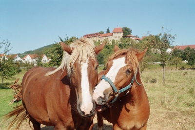 "Pferde mit der Creuzburg"
