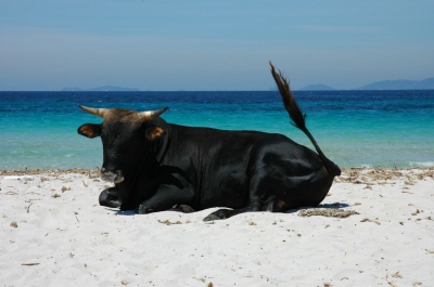 Stier am Strand von Korsika