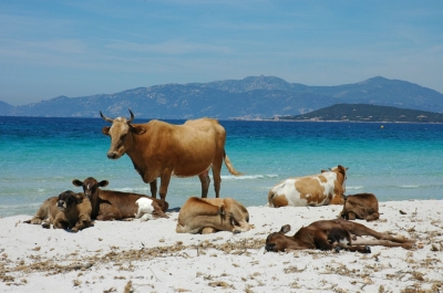 Kühe am Strand von Korsika
