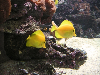 Meerwasseraquarium 1