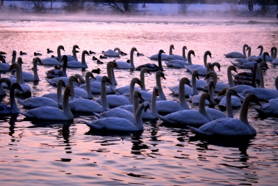 Schwanensee im Morgenrot