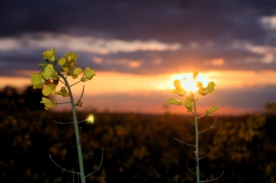 Rapsblüten im abendlichen Gegenlicht