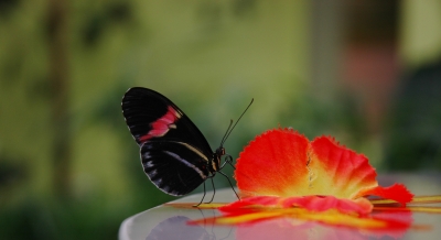 Kleiner tropischer Schmetterling