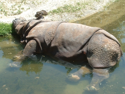 Nashorn beim Mittagsschlaf