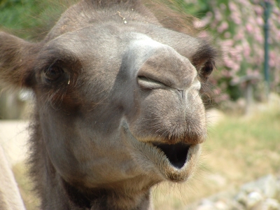 Ein Kamel