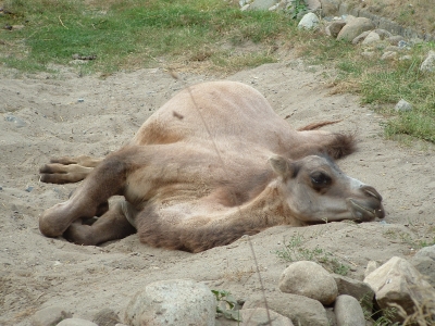 Ein müdes Kamel