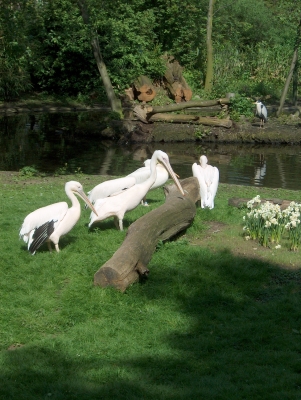 Pelikan Kölner Zoo