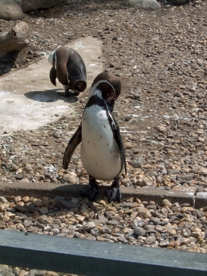 Pinguin