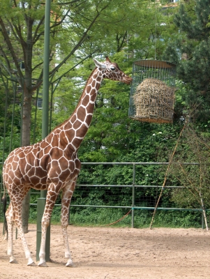 Giraffe 1