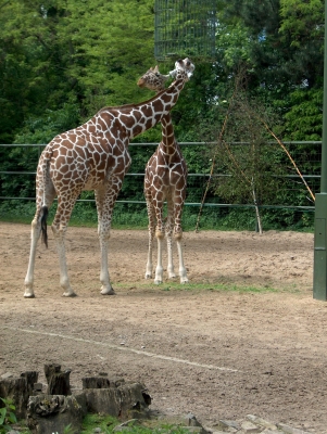 giraffe 3