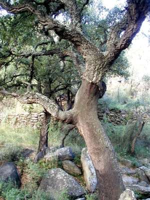 Alter Baum bei Empuriabrava
