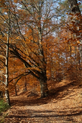 Herbstpaziergang2