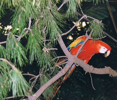 Papagei im Loro Park