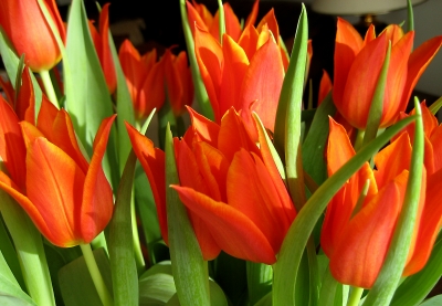 tulpen_rot