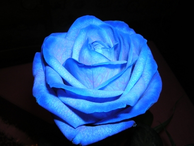 Blaue Rose 01