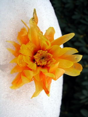 Flower on ice