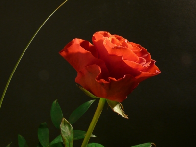 und noch eine (rote Rose)