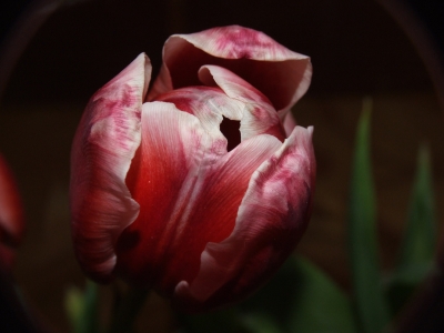 geschlossene Tulpenblüte