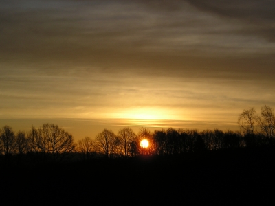 Morgensonne hinter Baumreihe