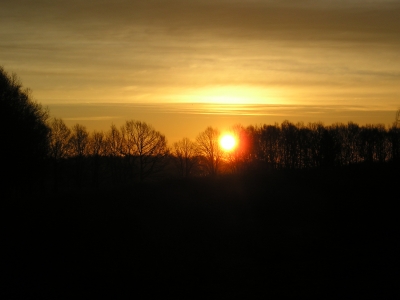 Morgensonne hinter Baumreihe *1*