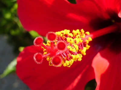 Hibiscus Blüte