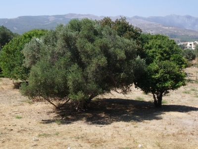 Olivenhain in KOS